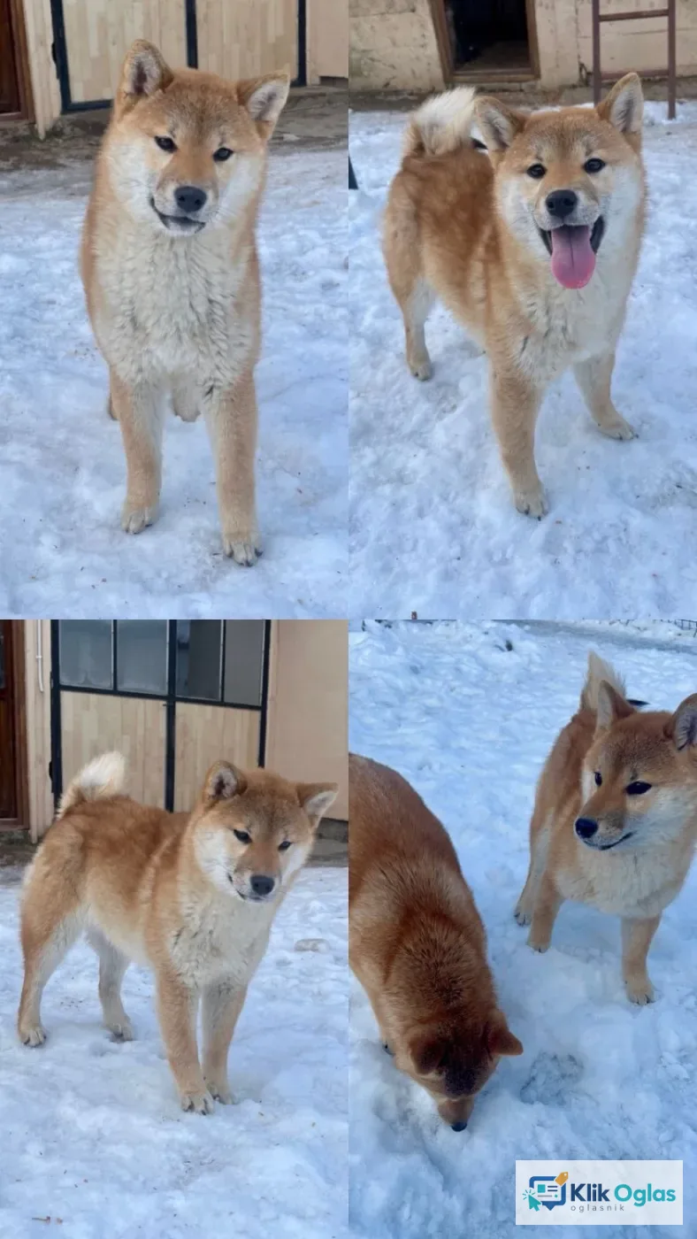 Shiba inu štenci od vrhunskih roditelja,