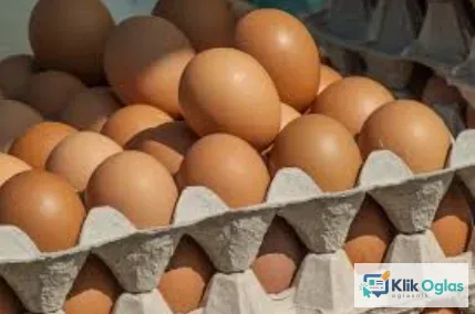 Prodajem kokosja jaja-vojvodina