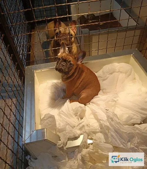 Francuski buldog, štenci !