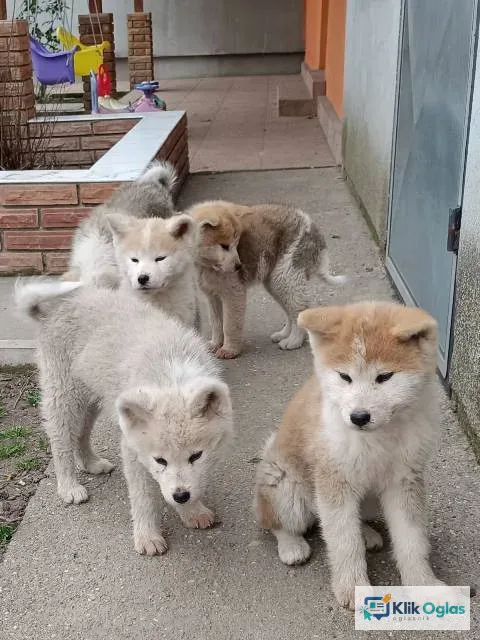 Japanska Akita štenci