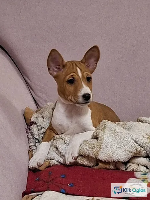 BASENJI štenci