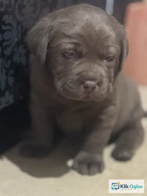 Labrador štenci !!