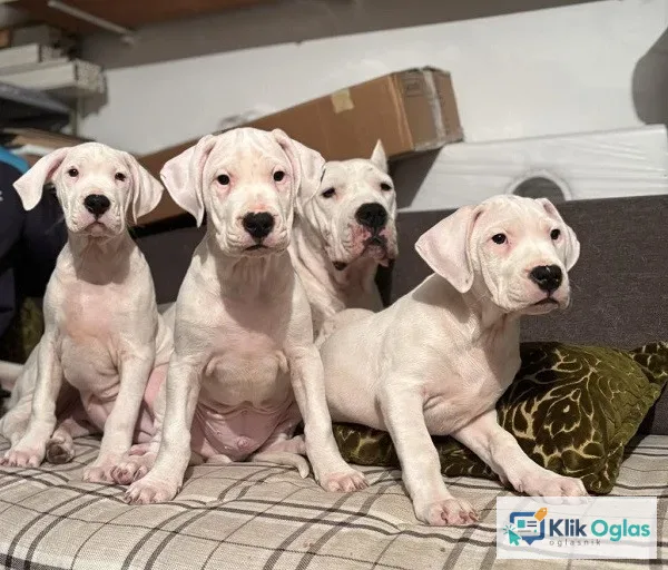 Dogo Argentino, štene