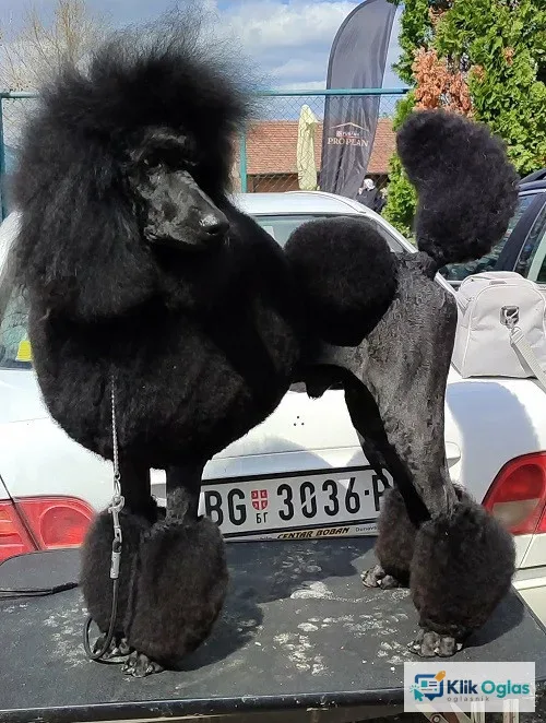 Vrhunsko leglo VELIKIH PUDLI