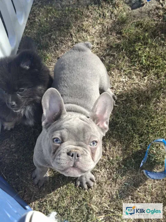 Sivi francuski buldog