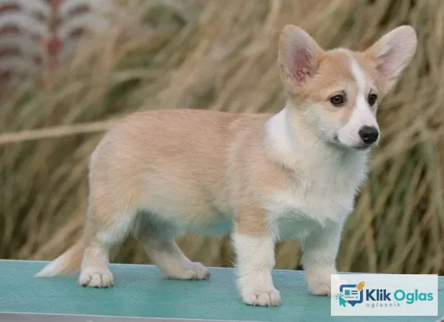 Velški Korgi Welsh Corgi Pembroke