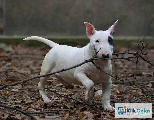 Mini bull terijer