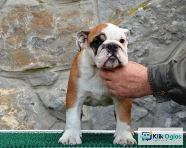 Engleski Buldog !