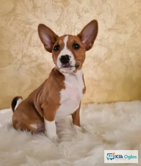 Basenji štenci