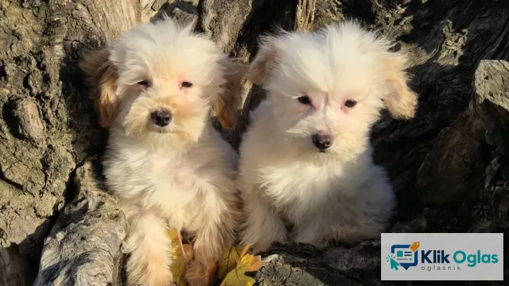 Maltipoo toy stenci