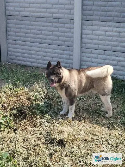 Americka Akita, mužjak slobodan za parenje