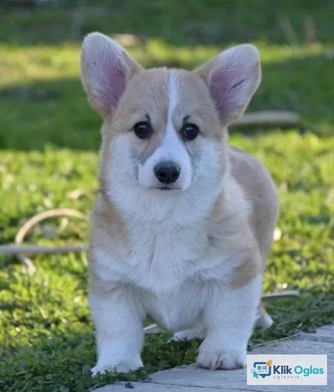 Velški Welski Korgi Corgi Pembrok