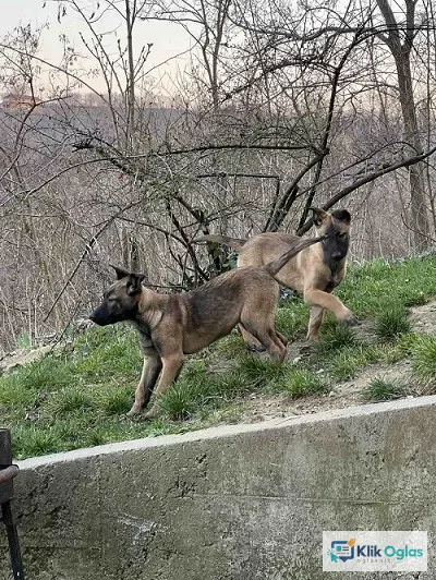 Belgijski Ovčar Malinoa !!!!!