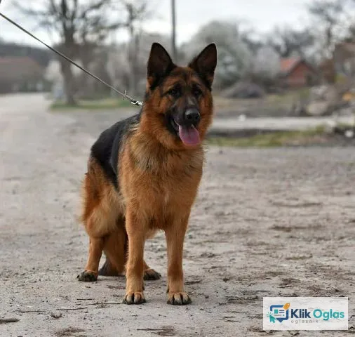 Nemački ovčar ženka