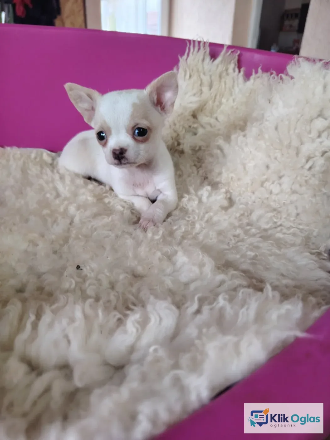Mini civave..,.,................