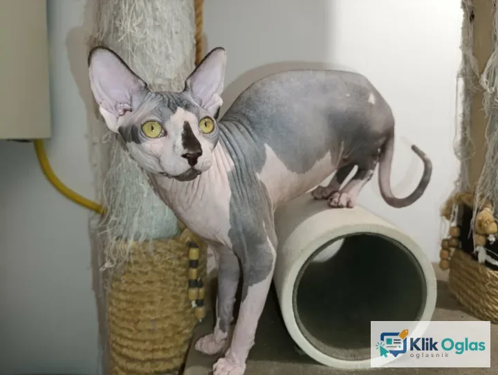 Mačak SPHYNX dostupan za parenje