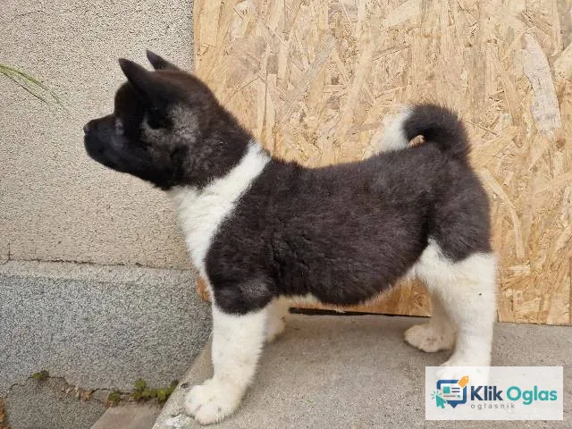 Američka Akita štenci