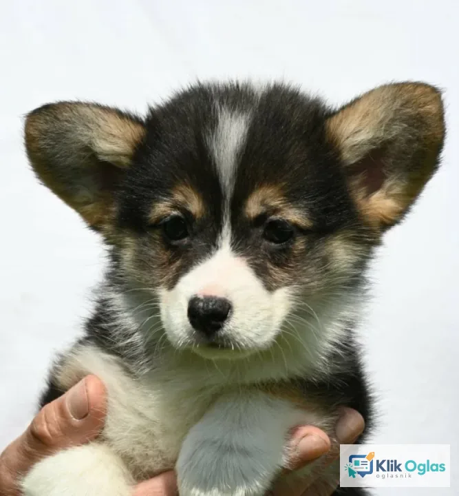 Velski korgi/Welsh Corgi Pembroke štenci