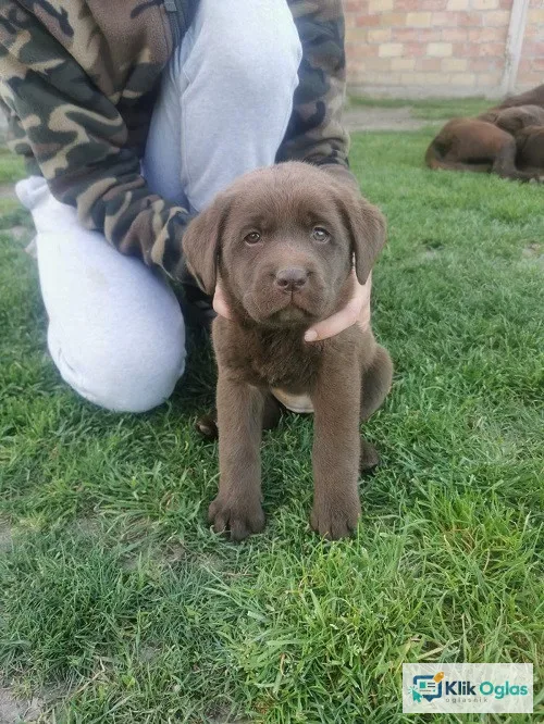 Čokoladni labrador