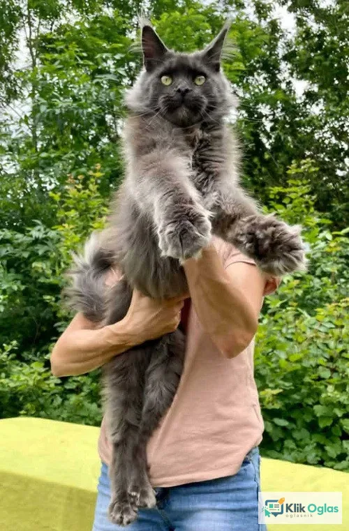 Maine Coon mačići !!