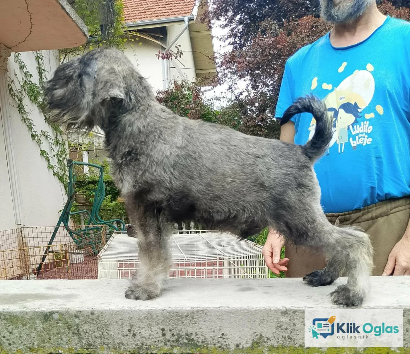 Štenci patuljastih šnaucera vrhunskih krvnih linija