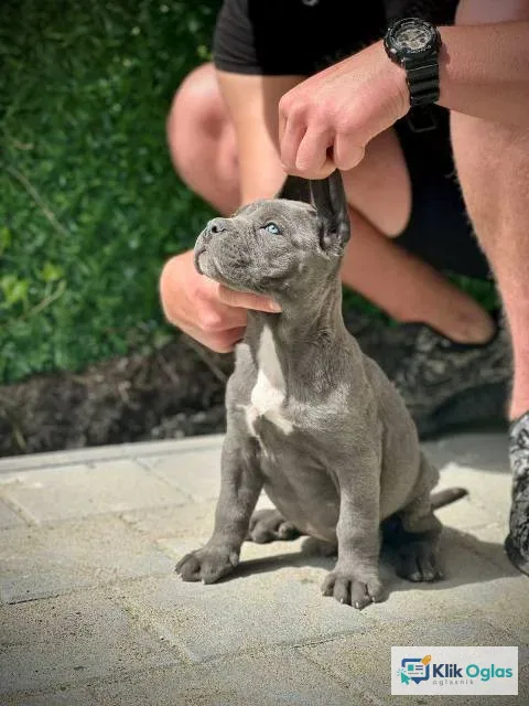 Cane Corso štenci