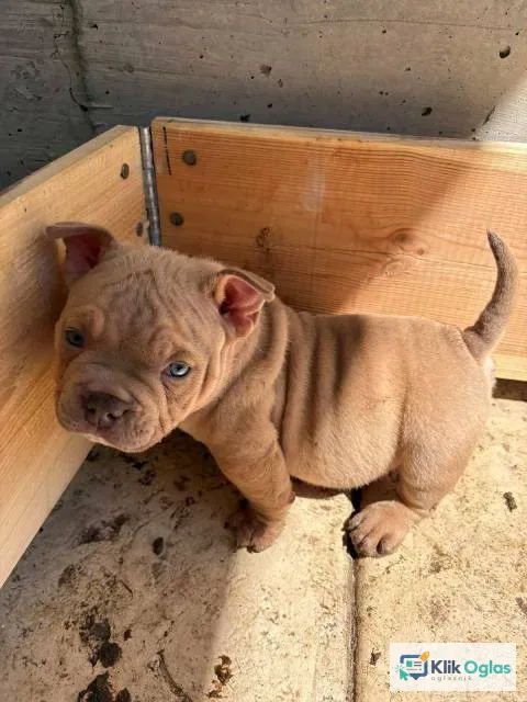 American bully exzotik-mikro štenci