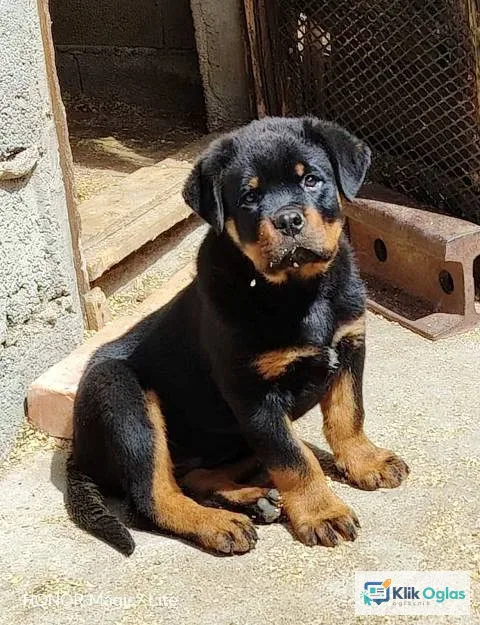 Rotvajler, prvobirano muško štene