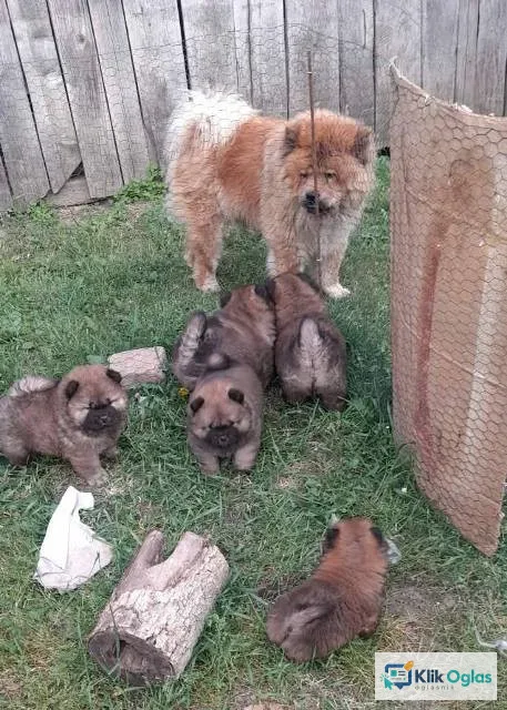 Chow Chow štenci
