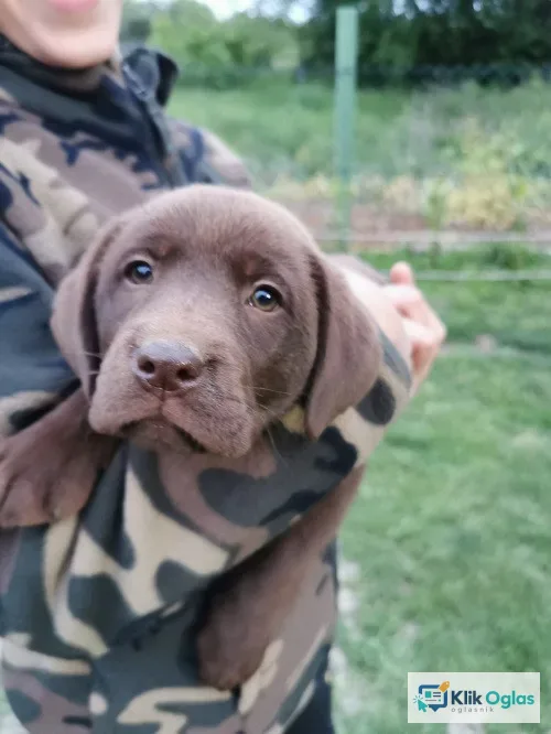 Čokoladni labrador !!!