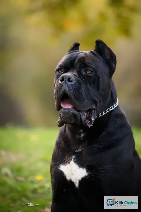 Cane Corso mužjak na prodaju