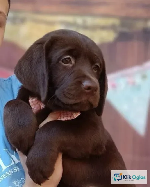 LABRADOR retriver, čokoladni štenci !!