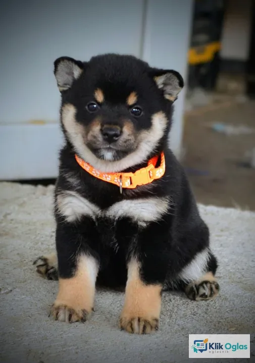 Shiba Inu prelepi štenci