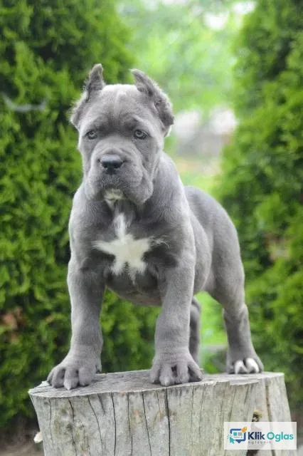 Cane Corso, štenci vrhunskog kvaliteta