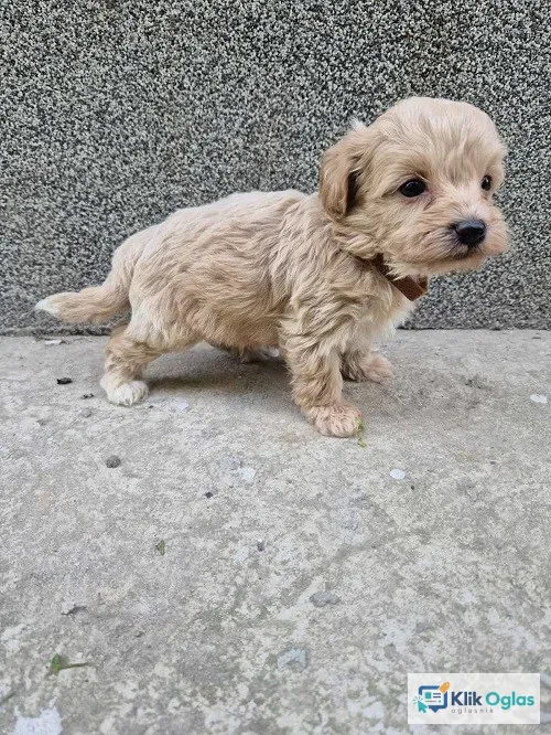 Mini maltipoo