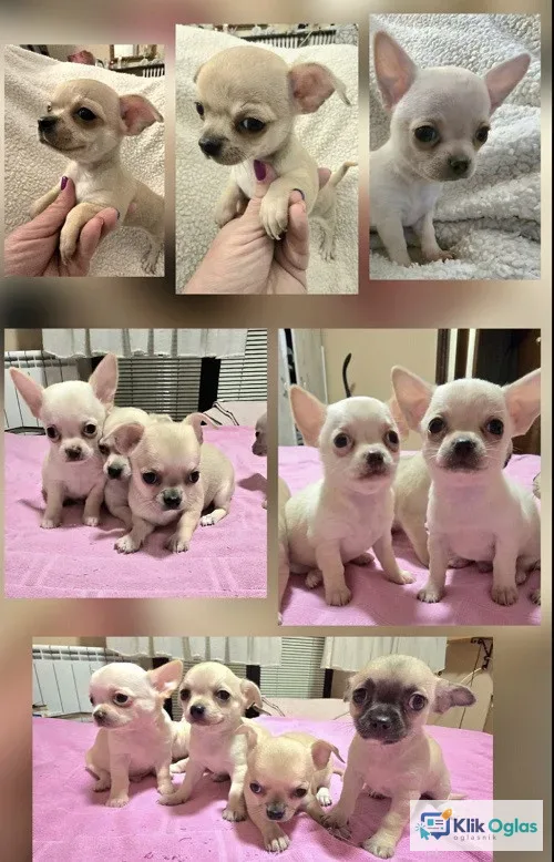 Štenci EKSTRA mini čivave !