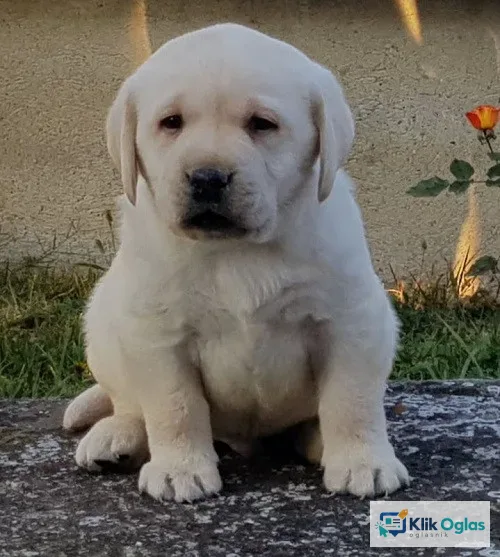 Stenci LABRADOR retrivera !!