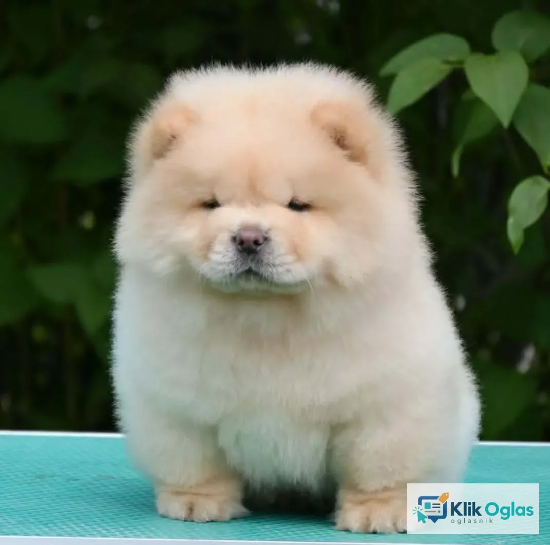 Chow Chow Čau Čau štenci