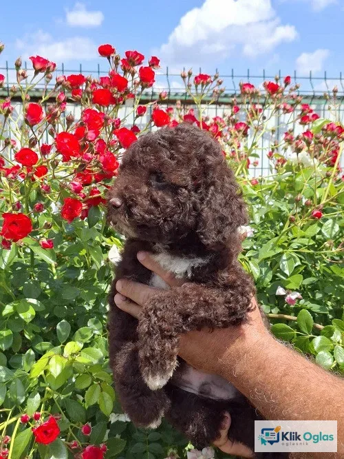 Lagoto Romanjolo (Lagotto Romagnolo)