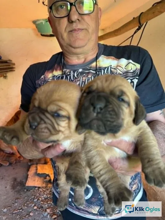 Bordoška Doga prelepi štenci