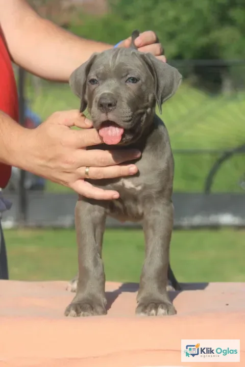 Cane Corso štenci
