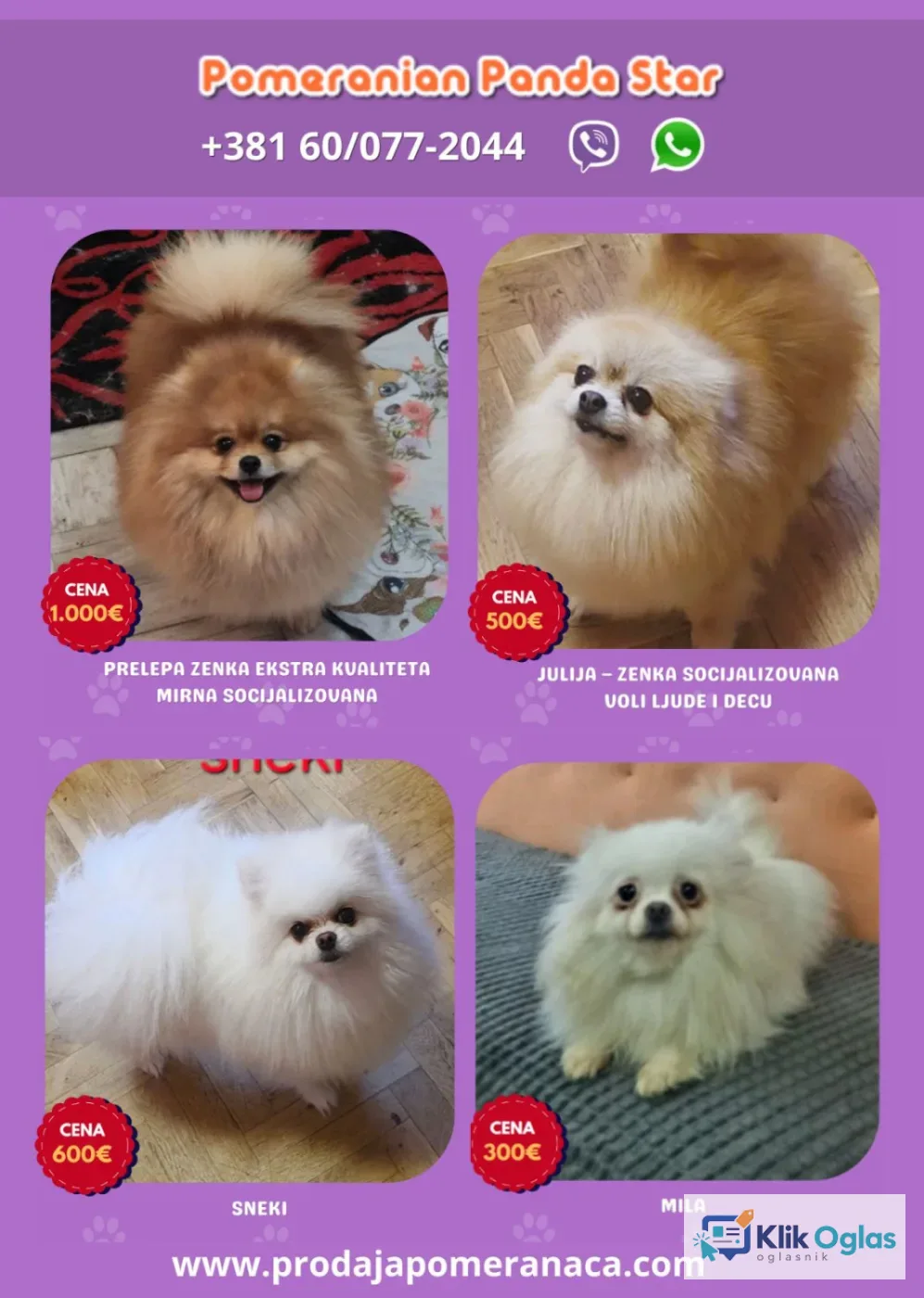 Odgajivačnica Pomeranaca prodaje mlade ženke