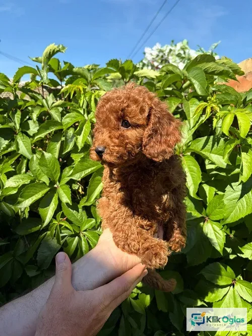 Prelepe CRVENE MINI PUDLE