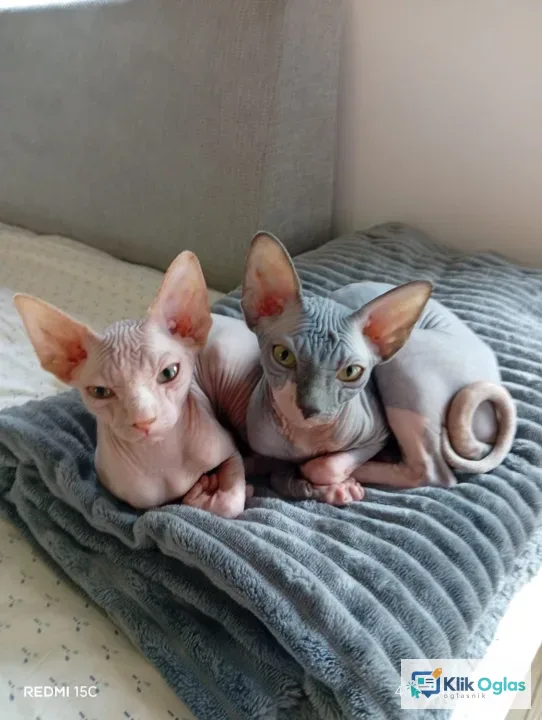 Preostala 2 mužjaka Sphynx mačića (3,5 meseca) – spremni za preuzimanje odmah (Beograd)