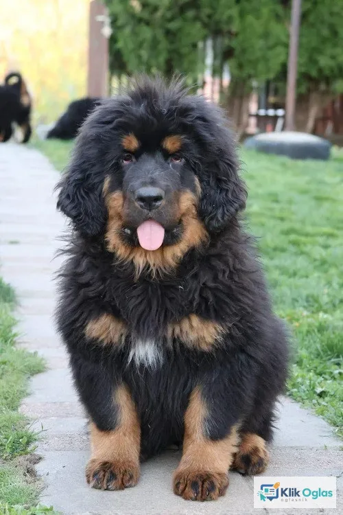 Tibetski mastif, štenci