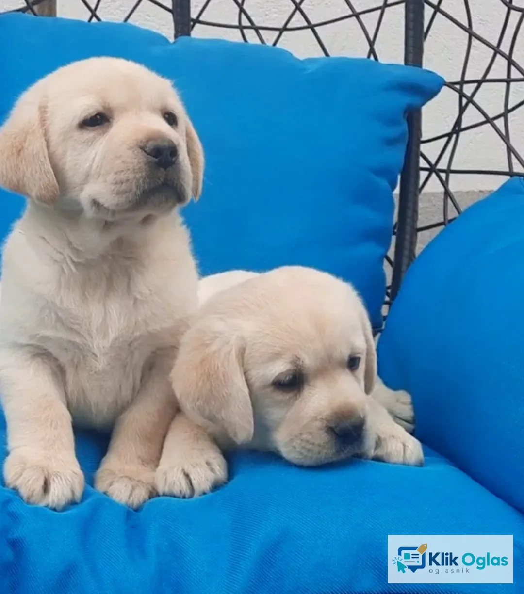 Labrador štenci