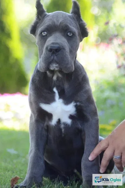Cane Corso, vrhunski štenci