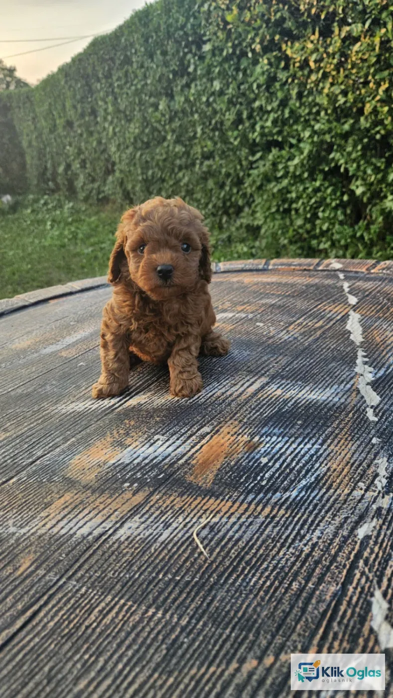 Aprikot mini i Crvena toy pudla štenci