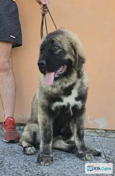 Kavkaski ovčar vrhunski štenci