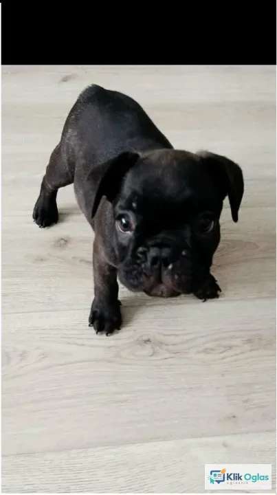 Francuski buldog štenci ! !